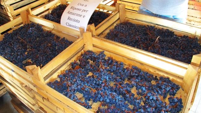 Wine tasting in Italy Valpolicella Amarone grapes Le Bignele