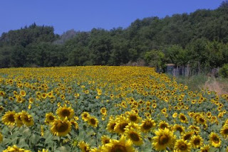 Fields of Sunflowers in Italy: where and when to find them Fields of Sunflowers in Italy: where and when to find them