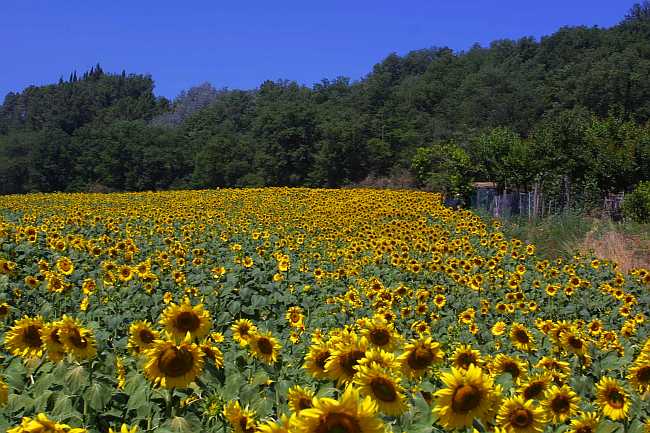 Fields of sunflowers in Italy