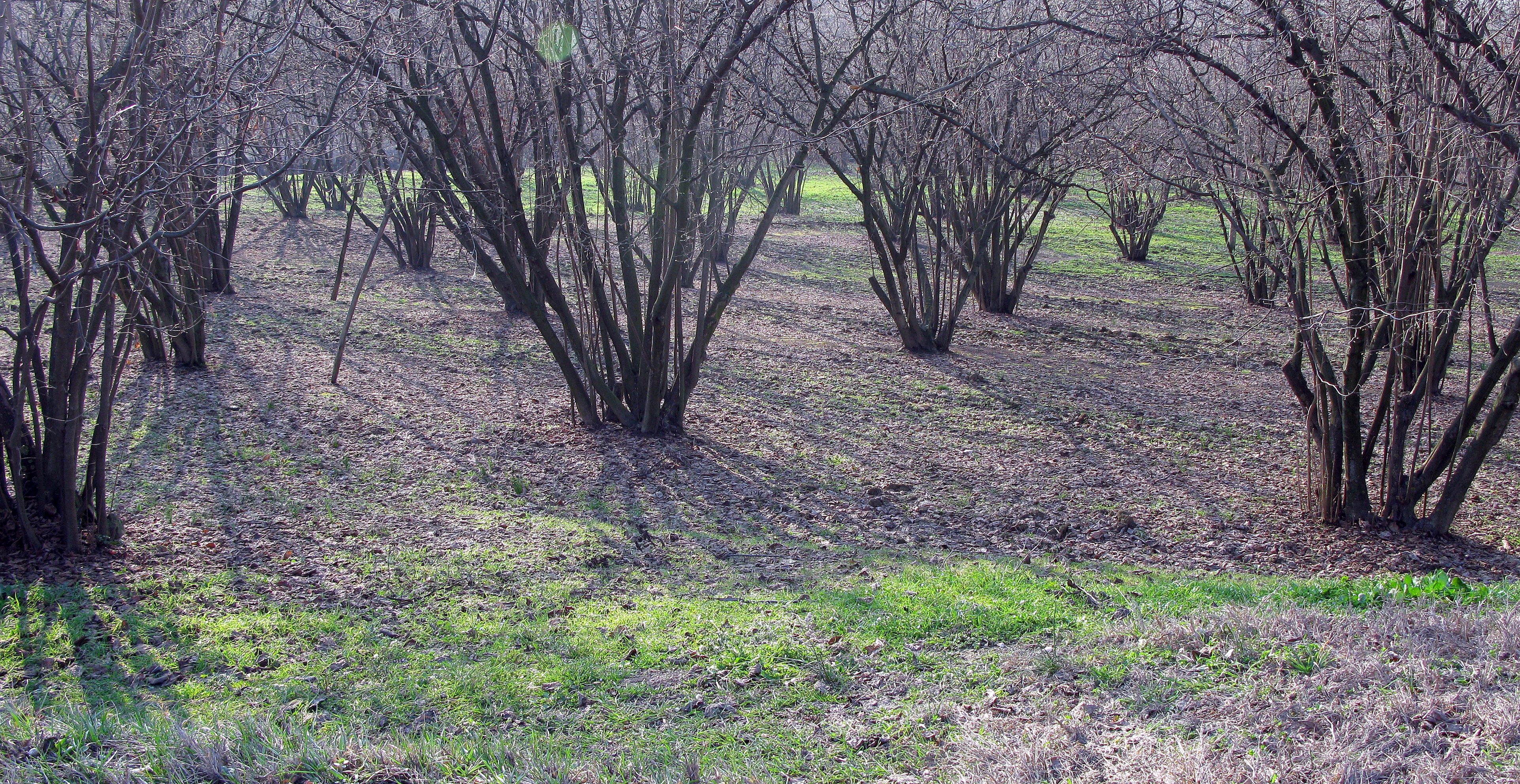 nocciole trees Nutella in Italy