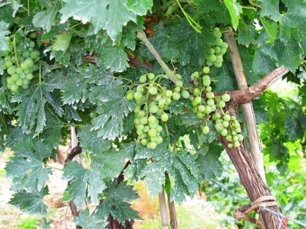 Wine tasting in Italy Valpolicella grapes on vine